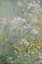 Wiesenblumen (Goldrute und Wildaster)